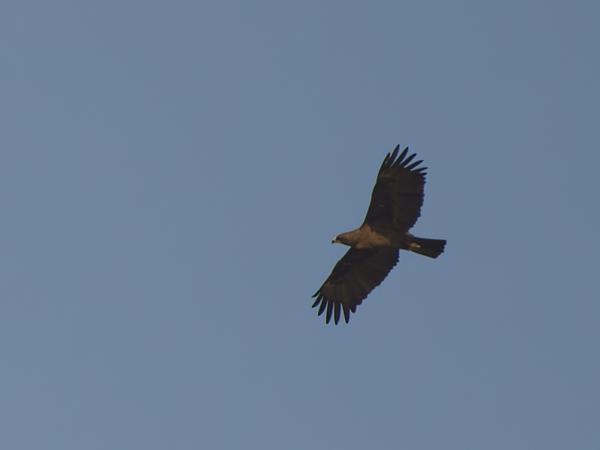 <h3><a href="/trips/gambia/biota/animalia/chordata/aves/017 accipitriformes/004 accipitridae/hieraaetus wahlbergi/hieraaetus wahlbergi-nl.html">Hieraaetus&nbsp;wahlbergi</a> / Wahlberg's&nbsp;eagle / Wahlbergs&nbsp;arend</h3>OM-1 Mark II met OLYMPUS M.150-400mm F4.5 TC, 1/2000 sec  bij F5.6, ISO 250, afstand 201&nbsp;m